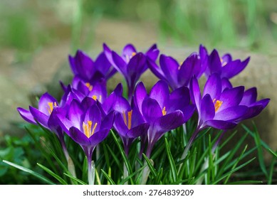 Vibrant cluster of purple crocus Ruby Giant  flowers blooming in grassy area, their bright petals and orange stamens adding splash of color to green surroundings