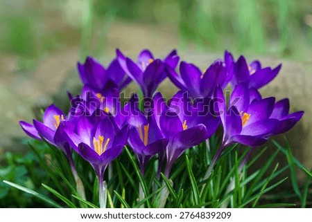 Vibrant cluster of purple crocus Ruby Giant  flowers blooming in grassy area, their bright petals and orange stamens adding splash of color to green surroundings