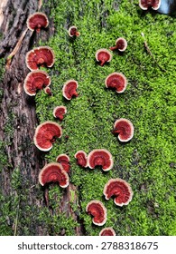 Vibrant cluster of small Genoderma lucidum mushrooms growing on a decaying, moss-covered fallen log in a lush forest.