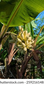 A vibrant cluster of unripe bananas hang heavy from a banana tree, bathed in warm sunlight