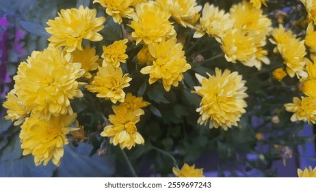 A vibrant cluster of yellow chrysanthemum flowers in full bloom, showcasing their delicate petals and fresh greenery - Powered by Shutterstock