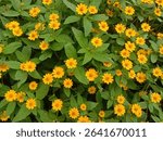 A vibrant cluster of yellow daisy-like flowers blooming among lush green leaves. The bright petals contrast beautifully with the foliage, creating a cheerful and natural garden scene. Perfect represen