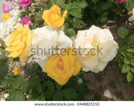 A vibrant cluster of yellow and white roses in full bloom on a rose bush. The roses have soft, velvety petals and are surrounded by green leaves.