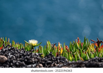 Vibrant coastal plants blooming on rocky terrain overlooking the ocean during daytime - Powered by Shutterstock