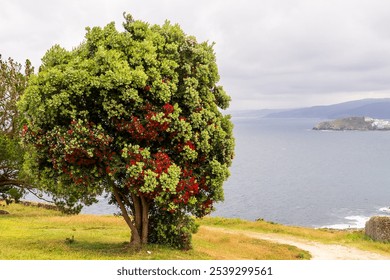 A vibrant coastal scene featuring a lush green tree adorned with clusters of bright red flowers, standing on a grassy cliff overlooking the ocean. - Powered by Shutterstock