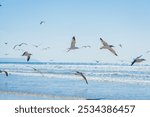 a vibrant coastal scene with a large flock of seagulls gathered at the water