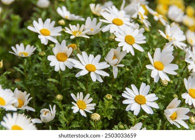 A vibrant collection of white daisies in full bloom. The daisies, with their bright yellow centers and crisp white petals, stand out against the lush green foliage.  - Powered by Shutterstock