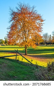 A Vibrant Colored Autumn Tree In Colonial Park In Somerset New Jersey.