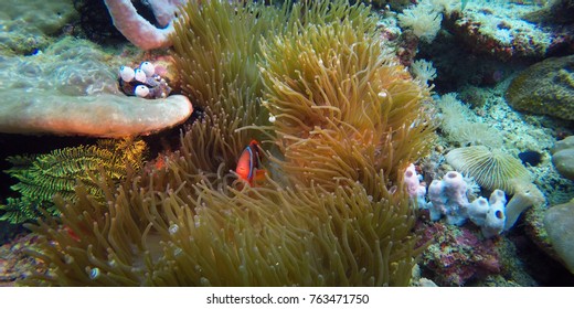 Vibrant colored Cinnamon clownfish, Amphiprion Melanopus in a sea anemone