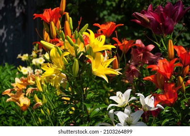 vibrant colored lilies blooming in a garden at topsmead state forest in Litchfield Connecticut. - Shutterstock ID 2103264899