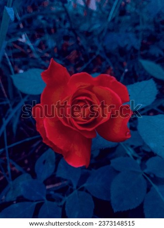 Vibrant Colored Rose Flower With Blue Background looking so attractive 