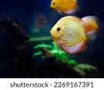 Vibrant colorful of Discus Fish, cichlids, Pompadour Fish, Symphysodon swimming underwater, fish tank, Aquarium Phuket