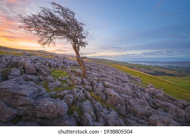Vibrant colourful sunset or sunrise sky over limestone pavement landscape and a wind bent English Hawthorn tree at Twisleton Scar, in the Yorkshire Dales National Park, UK.