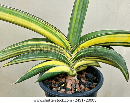 Vibrant contrasting colors on the leaves of this beautiful Sansevieria species, namely Sansevieria Robusta Variegated. Stripes of yellow and green colors entwining each other beautifully. 