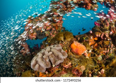 Vibrant coral reef with hundreds of glass fish at the SS Yongala ship wreck, Great Barrier Reef, Australia - Shutterstock ID 1172493256