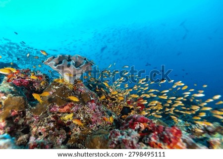 A vibrant coral reef teeming with small, yellow fish (likely Anthias) swimming in clear blue ocean water, showcasing a healthy marine ecosystem.