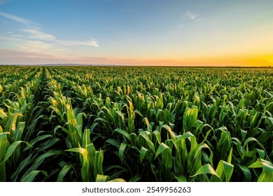 Vibrant corn field under blue sky at sunset