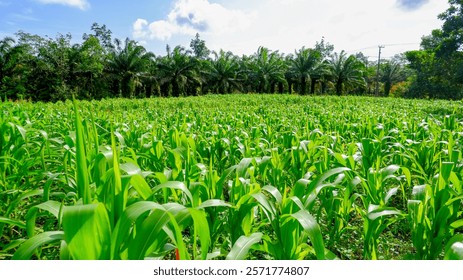 Vibrant cornfields stretch under a bright blue sky, bordered by lush oil palm trees. The contrast between the corn stalks and the oil palm leaves creates a stunning atmosphere.