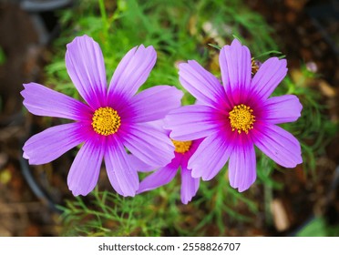 Vibrant cosmos flowers blooming in a colorful garden , cosmos, flowers, blooming, garden, nature, vibrant, colorful, petals - Powered by Shutterstock