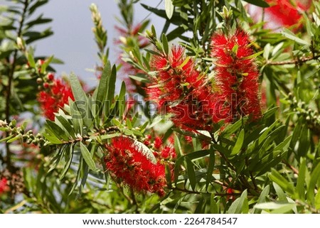 A vibrant crimson bottle brush tree in bloom on a summer day in New Zealand