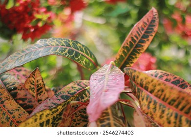 Vibrant Croton Leaves with Colorful Patterns in a Lush Garden Setting - Powered by Shutterstock