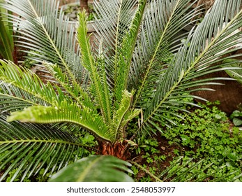 Vibrant Cycad Plant in a Lush Garden Setting, photo atmosphere in the afternoon in a beautiful park  - Powered by Shutterstock