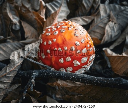 Vibrant and dangerous autumn Fly Agaric
