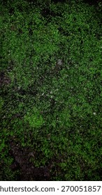 Vibrant, deep green moss forms a thick, soft carpet on a dark, earthy background. Ideal natural texture for background, terrariums, and nature-themed designs.