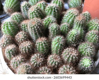 A vibrant and dense cluster of Parodia Magnifica cactus babies growing together in a single pot. The small, round cacti are tightly packed, showcasing their unique spines and beautiful green hues.