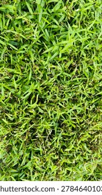 A vibrant, dense patch of green grass fills the entire frame, showcasing various shades of lush foliage and natural textures in an outdoor setting.