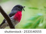 A vibrant and detailed image capturing a Petroica, commonly known as an Australian robin, perched on a slender branch in its natural habitate.