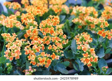 A vibrant display of blooming Kalanchoe plants, showcasing a burst of orange and yellow flowers against lush green leaves - Powered by Shutterstock