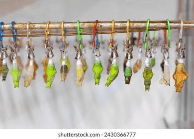 A vibrant display of butterfly chrysalises in various stages of metamorphosis, secured to a branch, symbolizing growth and transformation in the natural world. - Powered by Shutterstock