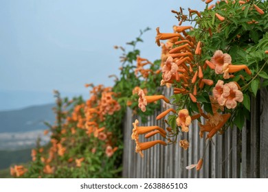 A vibrant display of orange trumpet vine flowers cascades down a weathered gray wooden fence, creating a picturesque rural scene.