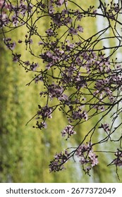 A vibrant display of springtime bloom, this image showcases an array of pastel pink flowers suspended from the branches of trees