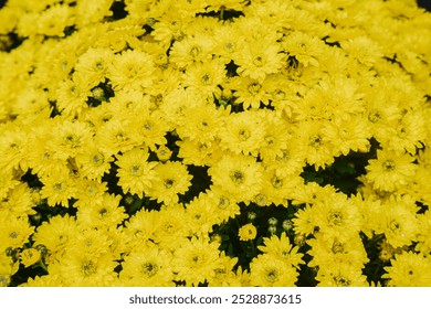 A vibrant display of yellow chrysanthemums fills the garden, showcasing their beauty. - Powered by Shutterstock