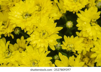 A vibrant display of yellow chrysanthemums glistening with raindrops in the garden. - Powered by Shutterstock