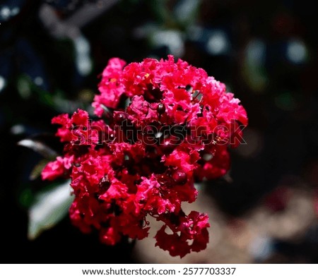 A Vibrant Double Dynamite Crape Myrtle with bright red blooms in full view
