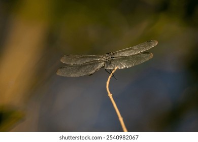 A vibrant dragonfly perched atop a tree branch overlooking a tranquil body of water, creating a perfect balance of nature and wildlife - Powered by Shutterstock