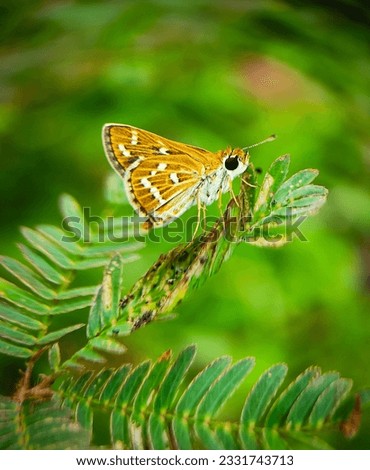Vibrant Elegance: Macro Capture of a Silver-Spotted Skipper Butterfly