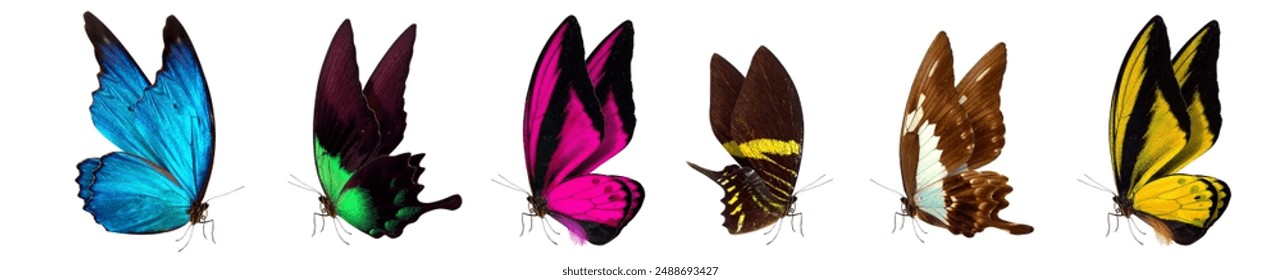 Vibrant exotic butterflies with diverse wing patterns and colors are highlighted, showcasing natures biodiversity - Powered by Shutterstock