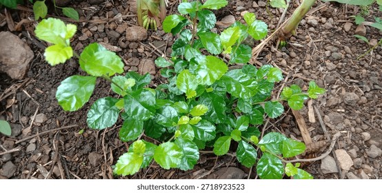 A vibrant, eye-catching image featuring a cluster of lush green leaves against.