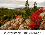 Vibrant fall colors at Acadia National Park near the peak of the mountain on an overcast day with bright red orange and yellow colors in the trees and strong foreground interest of three trees