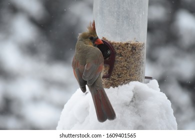 A vibrant female cardinal displays her beautiful wings.