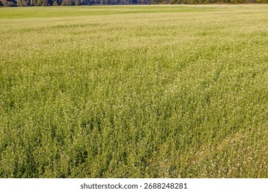 A vibrant field blanketed in countless tiny white blossoms stretches towards the horizon, symbolizing nature's abundance and serene beauty