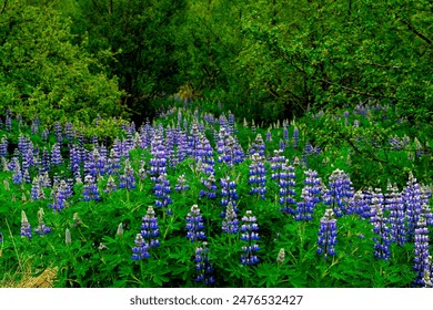 A vibrant field of purple and white lupines blooms amidst a lush green forest - Powered by Shutterstock