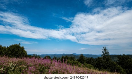 A vibrant field of purple wildflowers dominates the foreground, leading the eye toward dense forest and a rolling mountain range. Above, a clear blue sky adds to the tranquility of the setting. - Powered by Shutterstock