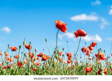 A vibrant field of red poppies under a clear blue sky, conveying tranquility and natural beauty - Powered by Shutterstock