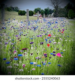 Vibrant field of wildflowers in full bloom, featuring a mix of colorful blossoms along a rustic wooden fence with a peaceful countryside backdrop. - Powered by Shutterstock