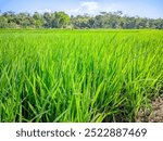 A vibrant field of young rice plants growing under the bright sunlight with a backdrop of trees and a clear blue sky. The lush green leaves create a serene and natural atmosphere, perfect for represen